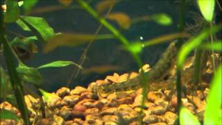 Iowa Darters Mating?