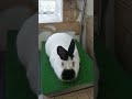 Калифорнийские кролики с большой маской