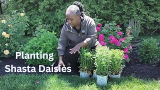 Famous Dividing and Planting🌿🌿 Amazing Daisy May Shasta Daisies Profile