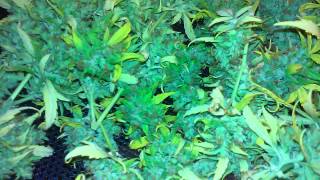 Harvest of the vision seed blueberrie bliss