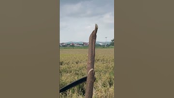 Con dao quắm phát rẫy này sắc thật chặt cây như chặt chuối vậy #daobepnhat #daonhip #daochatxuong