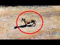 Шокированные мужчины нашли в пустыне умирающую собаку и их жизнь изменилась навсегда!
