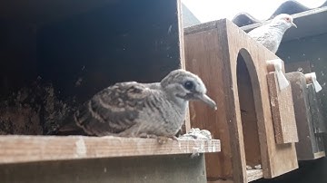 It is a scary world to a baby zebra dove