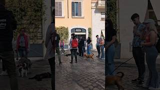 🐕‍🦺 Rome's Dog Tour with Happy Dog Centro Cinofilo Roma🐾 #Dog #Dogs #DogTraining #Roma #Italy #Cane