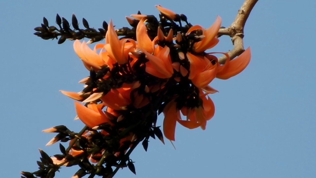 ทองกวาว (Tong-kawo) - Bastard Teak 5