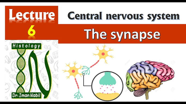 Histology of the synapse