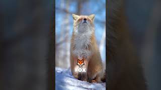 The Most Charming Fox You’ve NEVER Heard Of 😳🦊 (Ezo Red Fox!) #wildlife #animals #nature