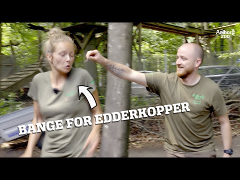 Video: Er langbenede edderkopper giftige?