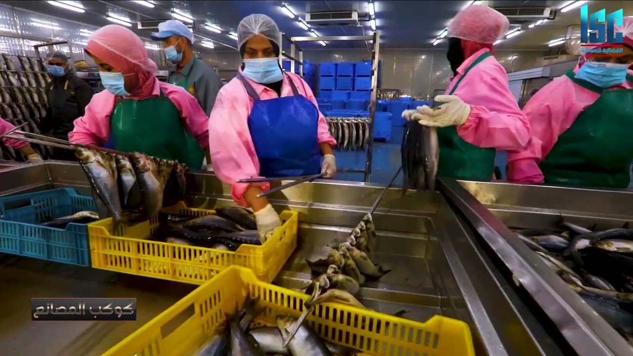 شوف إزاي الرنجة بتتدلع.. مصنع رنج