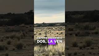 Camino en busca del corno Manila! En el viaje nos topamos con esto!!!