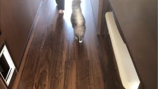 追いかけっこする猫 ノルウェージャンフォレストキャット Cat to Follow