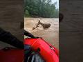 Deer tries to save her fawn from forest flood 🦌🌊사슴이 홍수 속에서 새끼를 구하려 한다 🦌🌊シカが洪水の中で子を救おうとする 🦌🌊