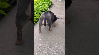 #puppies #cute #frenchbulldog #frenchie #fyp #pets #cute #love #playtime #family #dogs #fyp #puppy