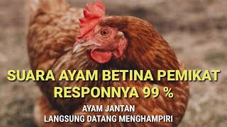 SUARA AYAM BETINA PEMIKAT SUPER RESPON AYAM JANTAN LANGSUNG DATANG MENGHAPIRI