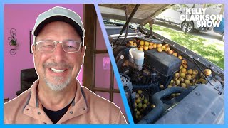 Fargo Man Discovers Squirrel Stashed 42 Gallons Of Walnuts In His Truck