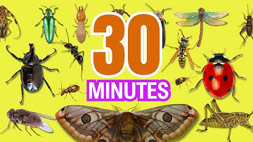 30 MINUTES Learn Insects Name For Kids