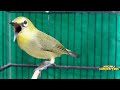 Masteran Pleci Nembak Kenarian Untuk Pleci Pemula Mp3 - Mp4 Download