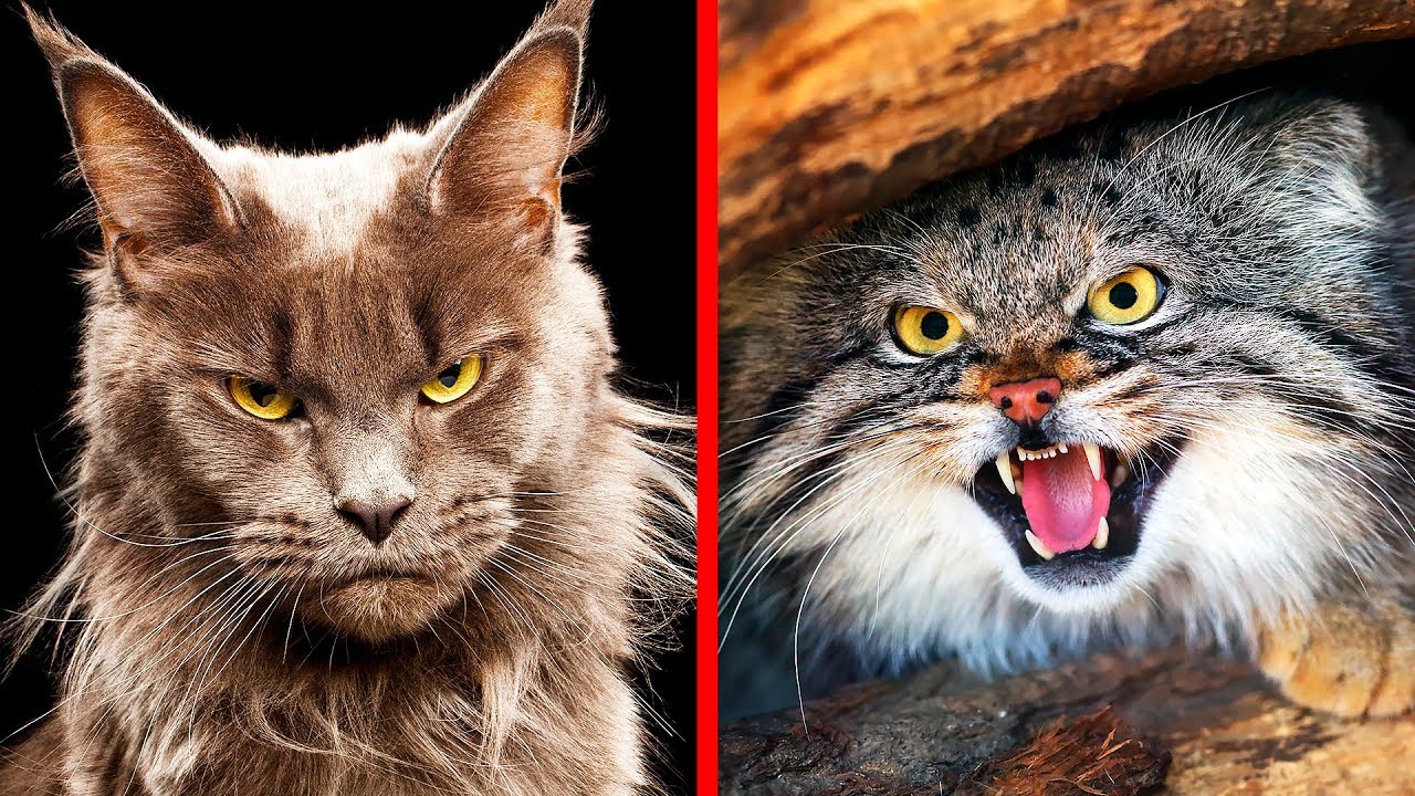 ⁣10 Самых Опасных Пород Кошек в Мире