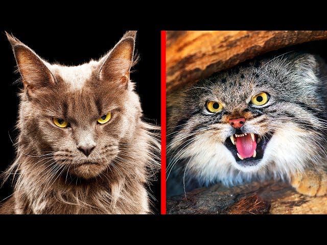 10 Самых Опасных Пород Кошек в Мире - YouTube