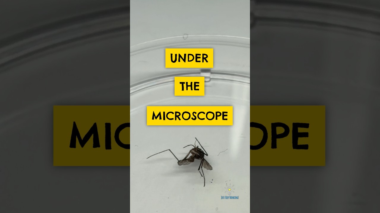 Крупный план крыльев комара!