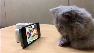 Pushokcat Tomjerry
