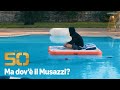 ALLA RICERCA DEL MUSAZZI | THE 50