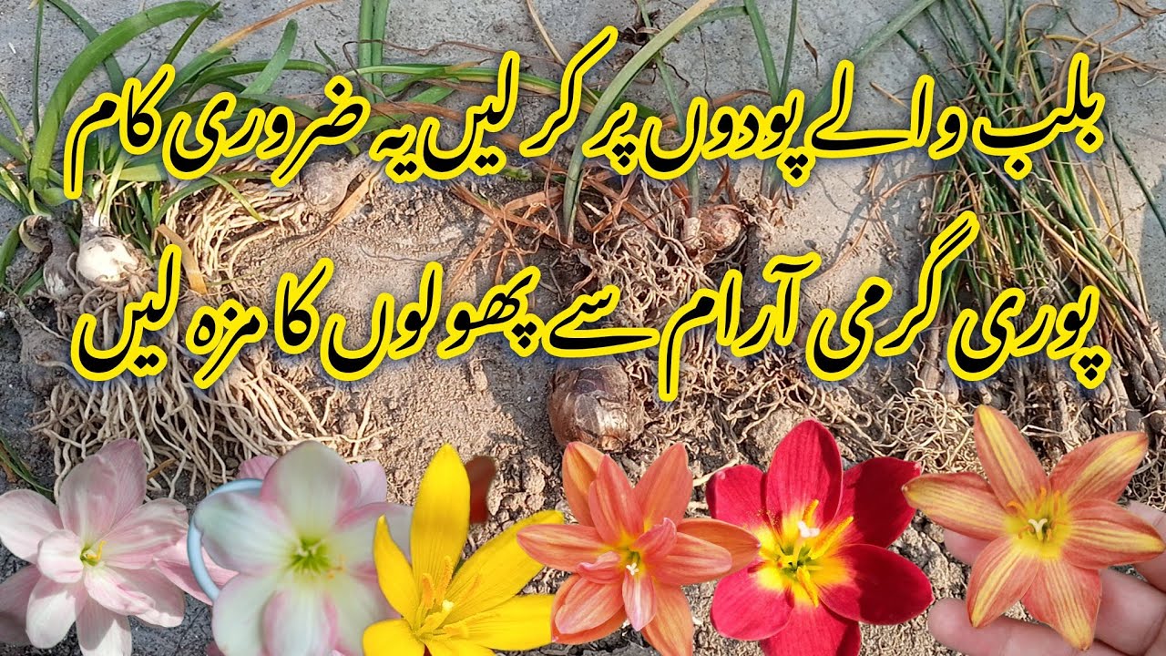 Permanent flowering plants grow in February/rain lily