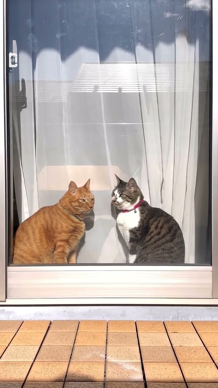 Top des vidéos très mignon ♥️ ❄️ ♥️ ❄️ ♥️