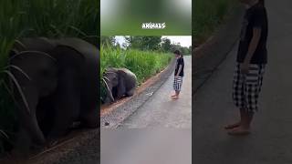 Kind woman saves a baby elephant trapped in mud #animal #animalrescue #rescue #shortvideo #shorts