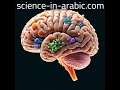اكتشاف مراحل مبكرة للتصلب المتعدد ودور النظام المناعي 