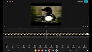 I SLOWED DOWN A LOON SOUND EFFECT 😨