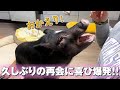 【感情大爆発】数日ぶりに飼い主と再会したブタの嬉しい鳴き声