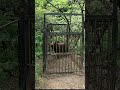 #S2 [猪］［箱罠］＃有害駆除＃箱罠＃猪＃電気止め刺し