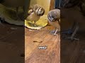 Why Are Owls So Chill?