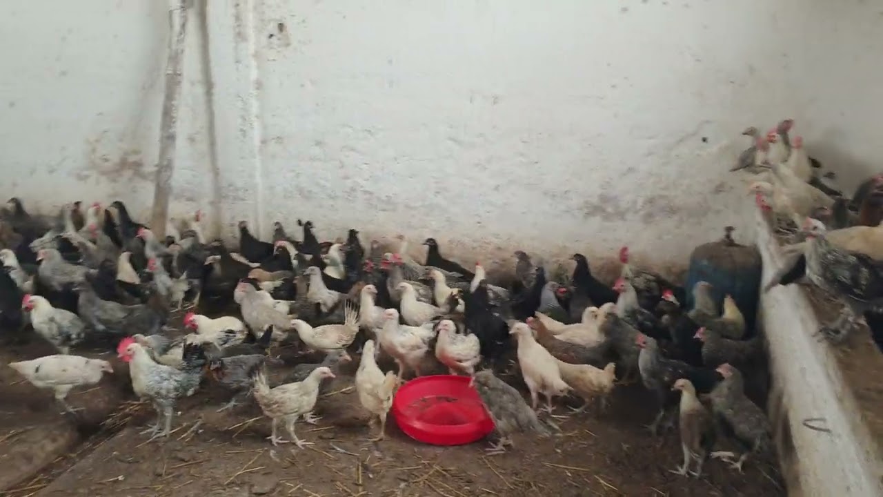 خليط السلالات في عمر 65 يوم