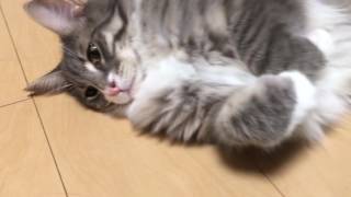 まじまじ観察される猫 ノルウェージャンフォレストキャット observed. Norwegian Forest Cat.