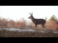 Whitetail Rut: Three Things You Need to Know Whitetail Rut: Three Things You Need to Know