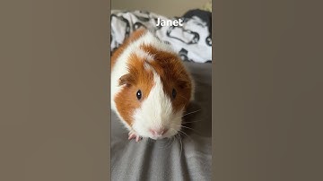 All my guinea pigs names #funny #viral #ytshorts #cute #guineapiggies #guineapigs #music