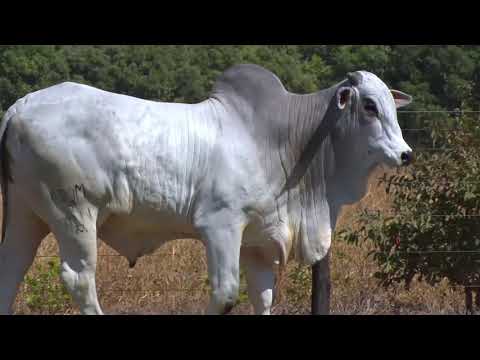 LOTE 140 - 8011 | 42º MEGA LEILÃO ANUAL CARPA TOUROS