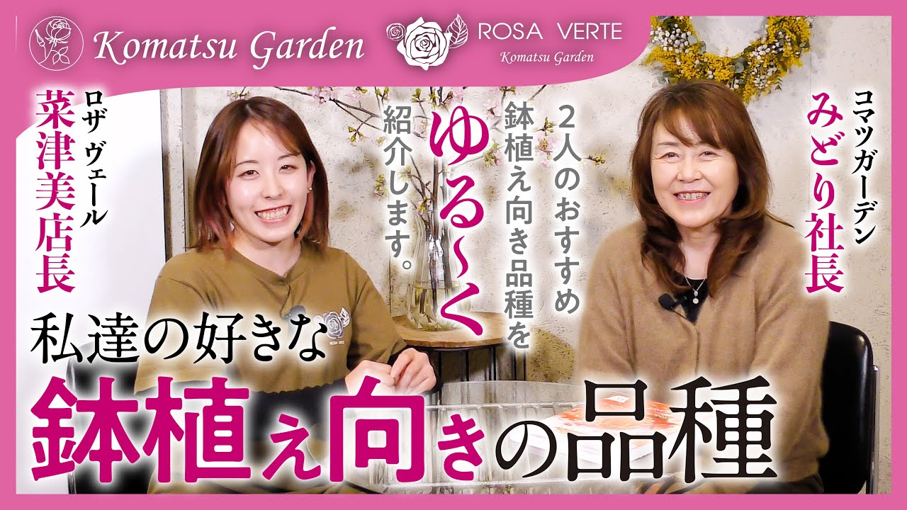 バラの品種紹介】みどり社長と菜津美店長おすすめ！鉢植え向きのバラ