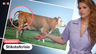 Hoe Nederland Een Landbouwgrootmacht Werd