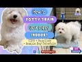 How to Potty Train Your Puppy Indoor | TIPS, Supplies & Day Sched (TAGALOG) | Baxia the Bichon