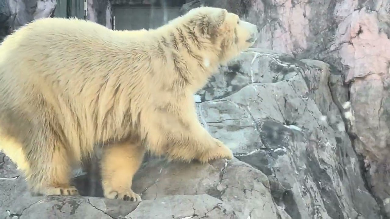 八木山動物公園   ホッキョクグマ   🐻‍❄️うみ 🐻‍❄️そら 🐻‍❄️ポーラ