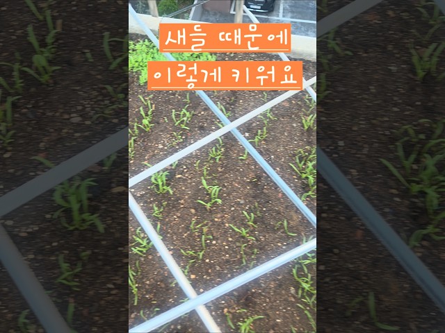지금쯤 시금치 키워야지 월동 가능해요 #소소한행복 #옥상텃밭 #시금치재배