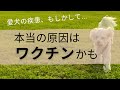 ワクチンが犬に与える本当の影響（犬によくある病気・怪我との因果関係）The Relations between Vaccines & Common Diseases & Injury in Dogs