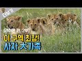 [사자 더보기] 맹수도 도망가게 만드는 이 구역 최강! 24마리 사자 大가족｜A large family of 24 Lions