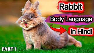 Rabbit Body Language In Hindi | अपने खरगोश को गौर से जाने | Rabbit Behaviour | Assam Krishi TV