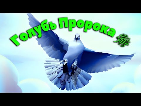 Любимец Всевышнего 67 часть. Голубь Пророка ﷺ