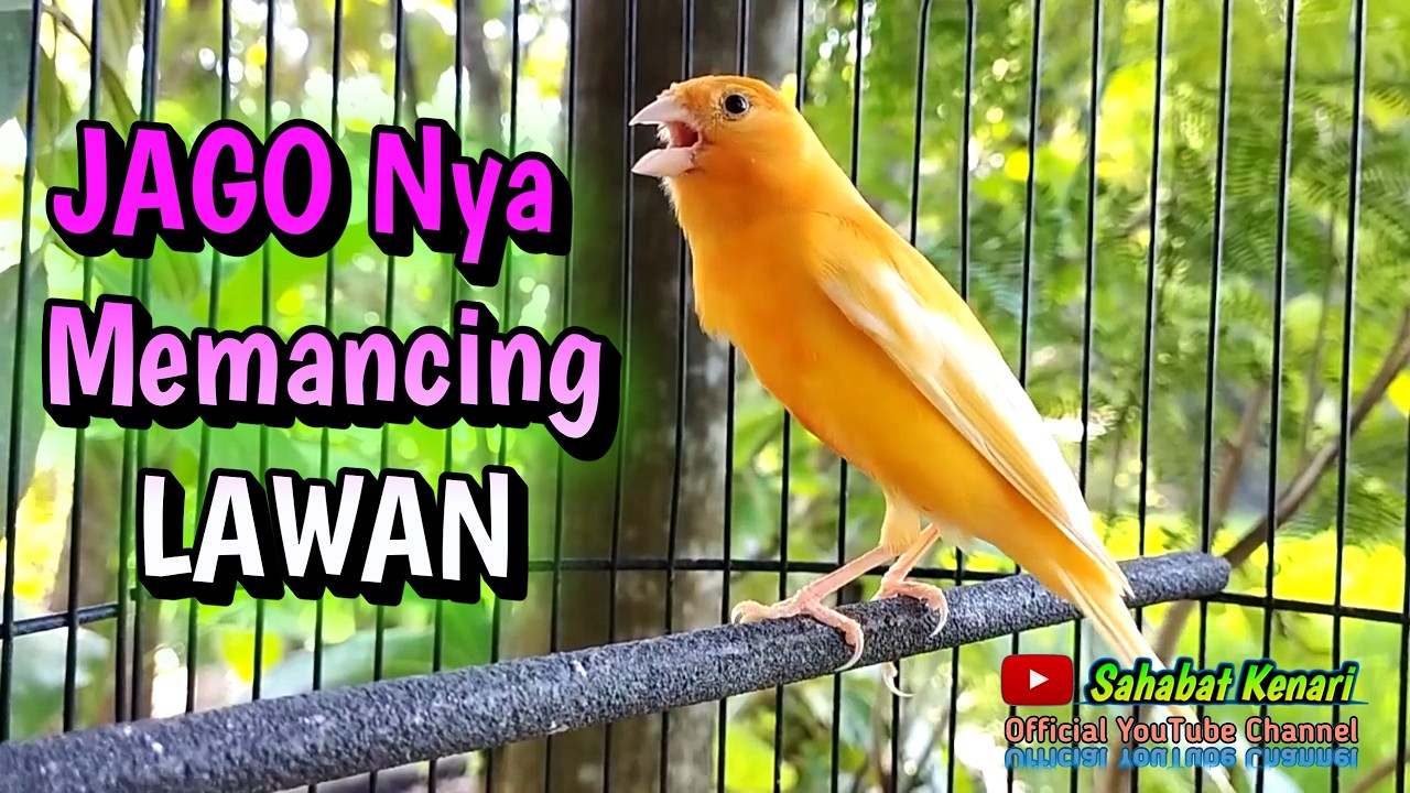 Kenari Lokal Gacor Memanggil Kenari Lain Untuk Pancingan Kenari Paud Agar Cepat Bunyi