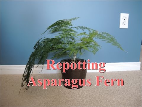 Repotting